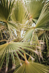 close up of palm tree