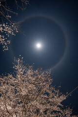 夜桜と月のハロ
