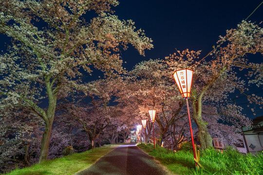 斐伊川堤防桜並木のライトアップされた夜桜