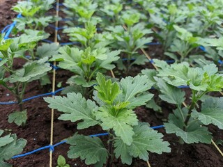 Chrysanthemums are planted neatly in a greenhouse, the flower seeds are planted with a special net to make them neater