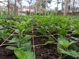 Chrysanthemums are planted neatly in a greenhouse, the flower seeds are planted with a special net to make them neater