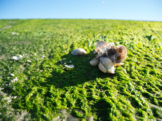 Mussel shells on seaweed shady
