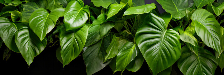 Philodendron Blätter