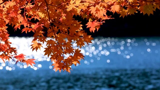 カエデの紅葉が風に揺れる湖畔と湖の輝き2