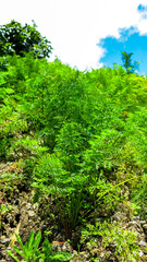Fototapeta na wymiar green carrot bushes. organic agricultural field plantation in highland hill. carrots leaves in the ground with horizon and blue sky background. homesteading in rural countryside.