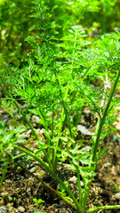 green carrot bushes seedling. organic agricultural field plantation. carrots leaves in the ground in bright sunny day. growing food in the farm. homesteading in rural countryside