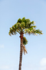 Palme vor blauem Himmel