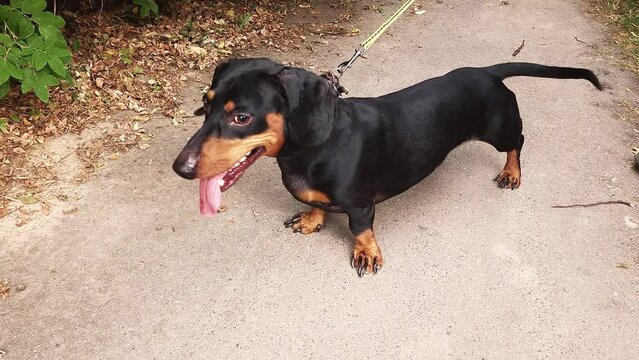 Portrait of a cute dachshund dog walking in the summer park in nature