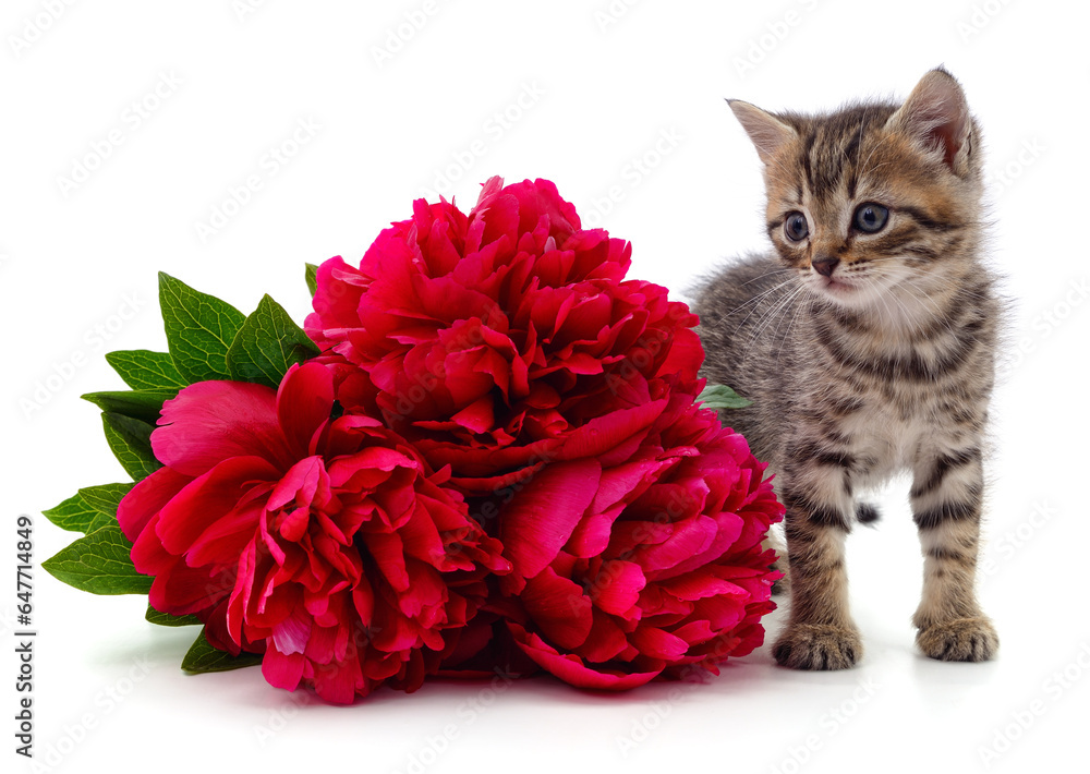 Canvas Prints red peonies and cat.