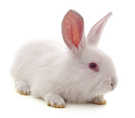 Fototapeta premium One white rabbit.