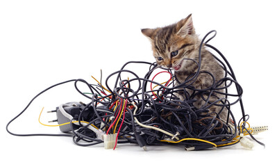Kitten and a pile of gnawed wires.