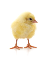 Small yellow chicken.