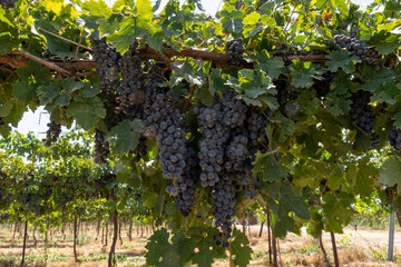 Cabernet Sauvignon vineyard, purple grapes