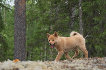 Naklejka na ściany i meble Cute Finnish Spitz puppy in the forest