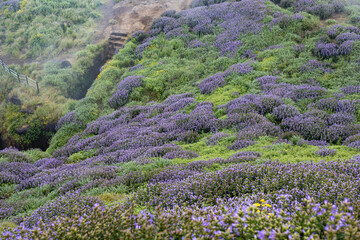 Karvi bloom (Strobilanthes callosa) at Ratangad fort in Sahyadra (Western ghats of India), Maharashtra