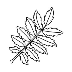 Rowan leaf doodle. Black and white vector illustration isolated on white background