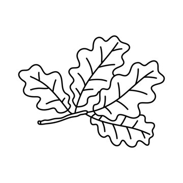 Sketch doodle drawing oak leaves, lace quercus leaf vector illustration isolated on white background