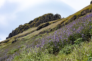 Karvi bloom (Strobilanthes callosa) at Kalsubai (Highest peak of western ghats of India), Maharashtra.