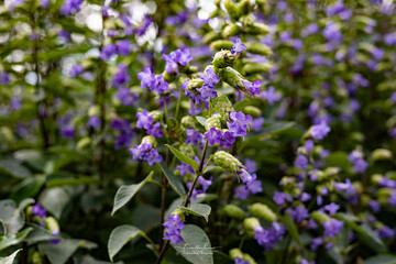Strobilanthes callosa is a shrub found mainly in the low lying hills of the Western Ghats, all along the west coast of India.  In the state of Maharashtra, the shrub is locally known as karvi (कारवी).