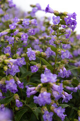 Obraz premium Strobilanthes callosa is a shrub found mainly in the low lying hills of the Western Ghats, all along the west coast of India. In the state of Maharashtra, the shrub is locally known as karvi (कारवी).