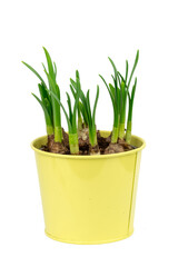 the flower bud of young narcissus jonquilla, jonquil, daffodil