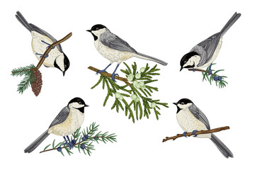 Set of birds on coniferous branches. Illustration with titmouse. Colorful. Line art style.