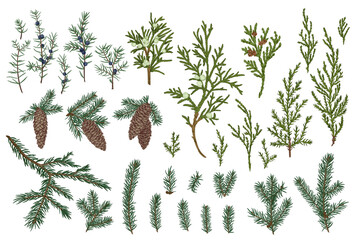 A set of drawn branches and cones of spruce and juniper. Christmas evergreens. Winter vintage botany. Colorful. - obrazy, fototapety, plakaty