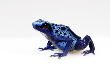 Blue poison dart frog // Blauer Pfeilgiftfrosch (Dendrobates tinctorius azureus)