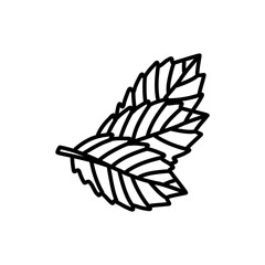Hand drawn illustrations of mint leaves isolated on white background