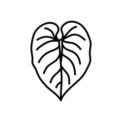 Hand draw of philodendron leaves. Black contours isolated on a white background. © hilda