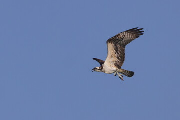 Osprey hunting prey inflight against blue sky. 
