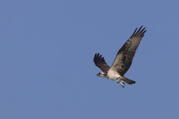 Osprey hunting prey inflight against blue sky. 