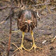 Green Heron Chick Juvenile Fledgling Cypress Gardens Wetlands Port Royal South Carolina
