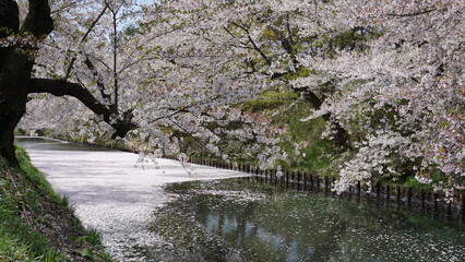 Obraz na płótnie Canvas 桜が美しく散り、城のお堀をピンク色に染めた弘前城 