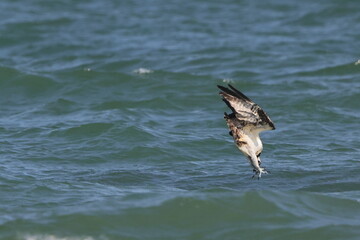 Osprey inflight hunting prey at ocean. 