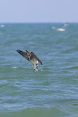 Osprey inflight hunting prey at ocean. 
