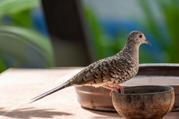 Scaled Dove (Columbina squammata) perched on bowl with food, looking at camera, blurred background, selective focus.
