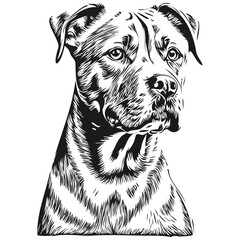 American Staffordshire Terrier dog vector face drawing portrait, sketch vintage style transparent background realistic breed pet
