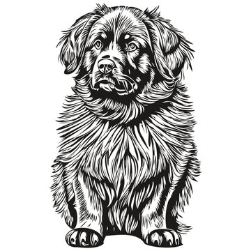 recommend clip art: Newfoundland dog black drawing vector, isolated face painting sketch line illustration realistic breed pet