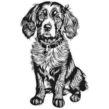 Spaniel Boykin dog silhouette pet character, clip art vector pets drawing black and white sketch drawing