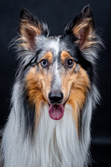 portrait of the Rough Collie Dog (scottish shepherd)