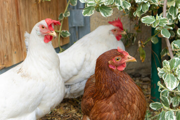 animal farm.hen eggs production.funny hen.spotted chicken.
chickens walking.cute chickens.chicken farm.beautiful pets.organic farm.farming.agribusiness.yard.agritourism.pets.funny animal.close-up