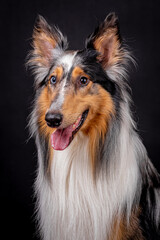 portrait of the Rough Collie Dog (scottish shepherd)