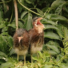 Green Heron Chicks Cypress Gardens Wetlands Port Royal South Carolina