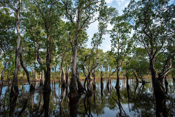 Mangrove forest background of Golden Budda Island mean Ko Phra Thong in Thailand.