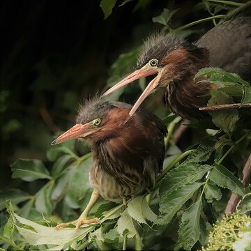 Green Heron Chicks Cypress Gardens Wetlands Port Royal South Carolina