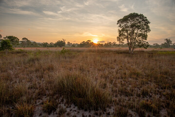 expansive savannah grassland landscape of Golden Budda Island mean Ko Phra Thong in Thailand.