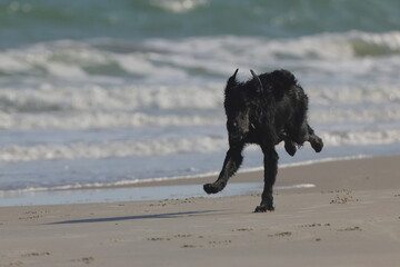 Black dog running after ball on beach. 