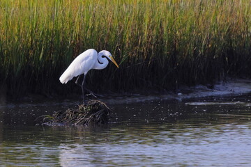 White egret in habitat stalking prey in saltwater marsh. 