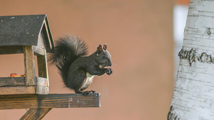 A squirrel sitting on a birdhouse and is, blurred background, aspect ratio 16:9